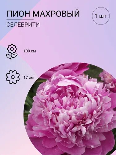 Пион селебрити фото и описание Отзывы на Пион Celebrity (Селебрити), саженец корень для высадки 1 шт. от покупа