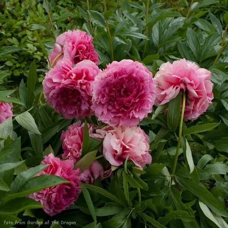 Пион сердце короля фото и описание "Rose Heart" - (Bookstoce / Landis 1974г.