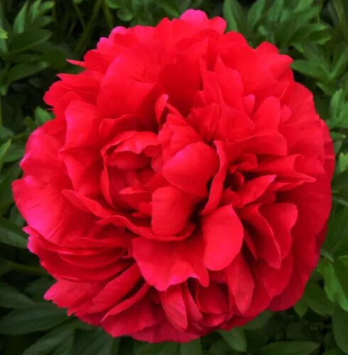 Пион сердце короля фото и описание Paeonia Kings Ransom. КФХ