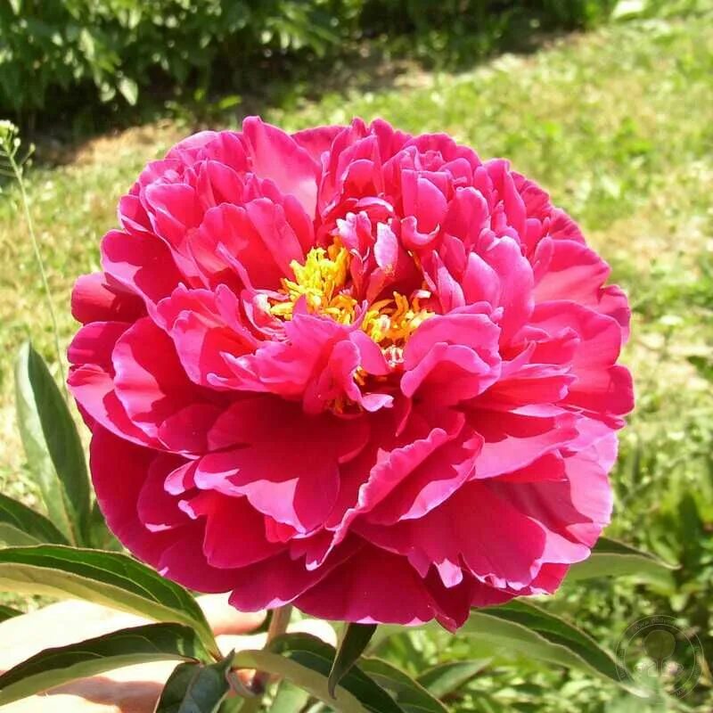 Пион сердце короля фото и описание Пион Кинг Мидас (Paeonia King Midas) купить в Москве по низкой цене из питомника