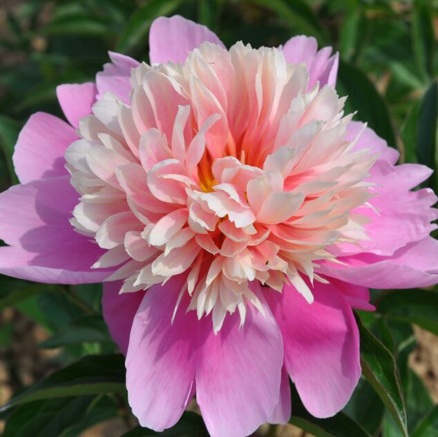 Пион сердце короля фото и описание Blooming Life / Пион травянистый Сердце Короля Пион травянистый. Травянистые мно