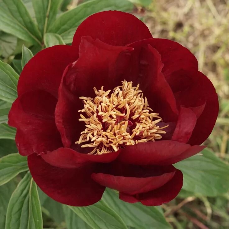Пион сердце короля фото и описание Peony Field Days Update! Peonies, Flower photos, Flowers