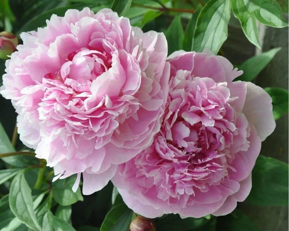 Пион сердце короля фото и описание Пионы pink
