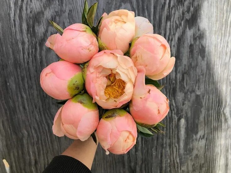 Пион сердце короля фото и описание Austin Flower Co. on Instagram: "Kings Day Peony! The perfect amount of blush fo