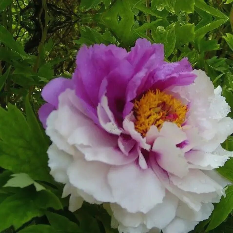 Пион сестры киао фото PAEONIA SUFFRUTICOSA Hua Er Qiao. Пион древовидный Две сестры Flower seeds, Peon