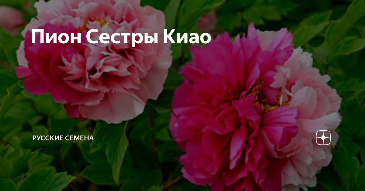 Пион сестры киао фото Пион Сестры Киао Русские Семена Дзен