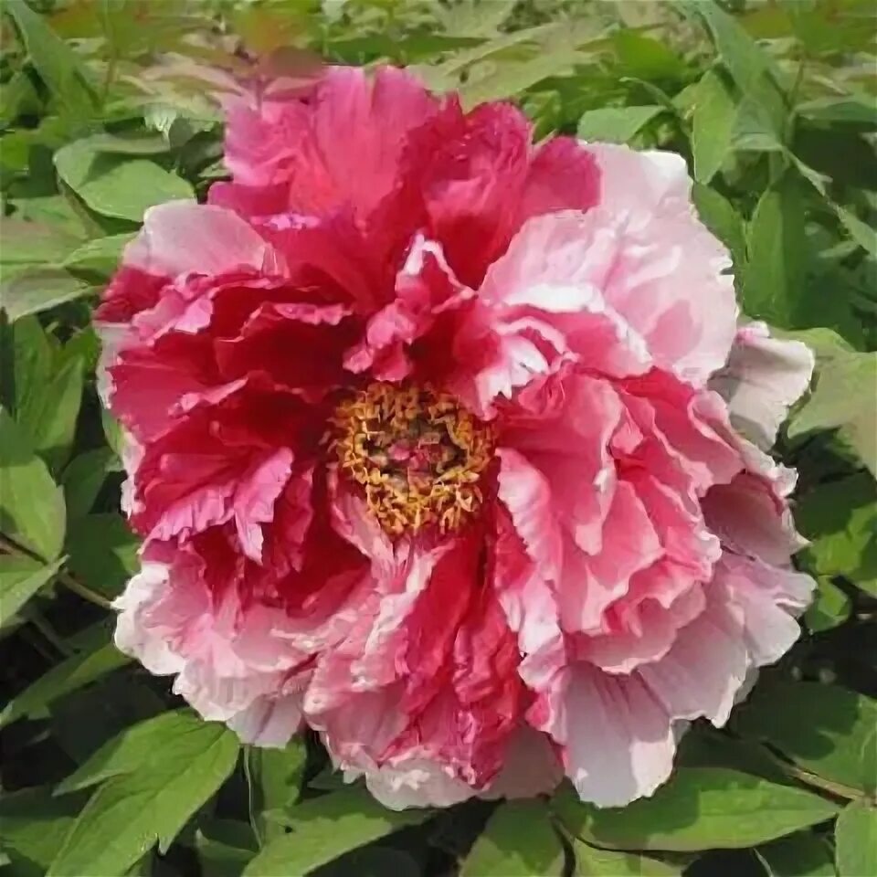 Пион сестры киао фото Paeonia 'Bellezze Gemelle' Peony