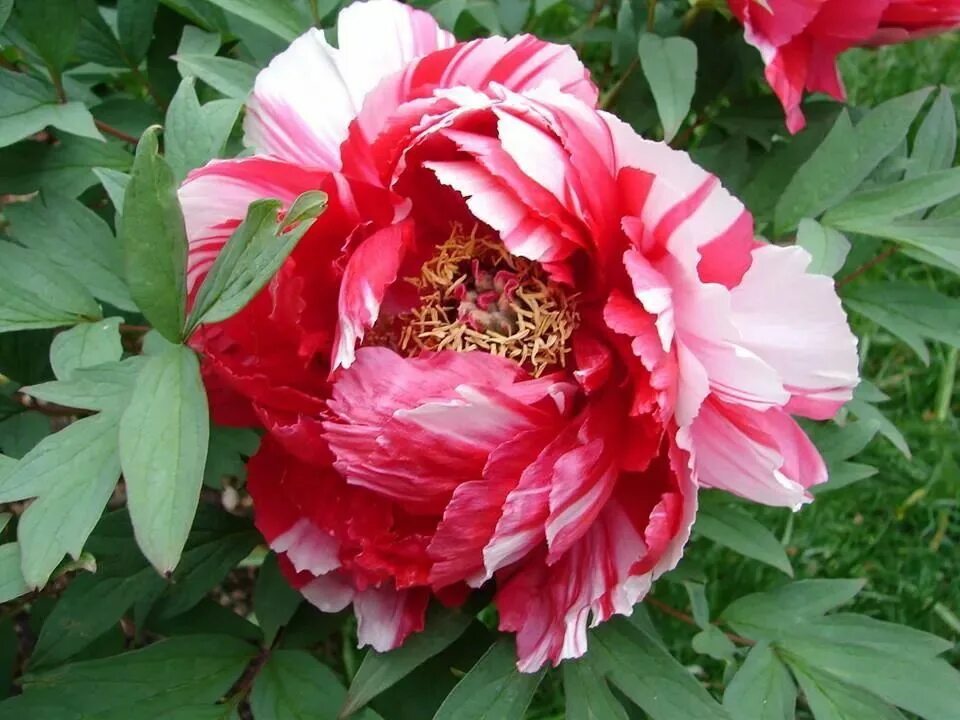 Пион сестры киао фото Peonia Fleur jardin, Pivoine, Orchidée