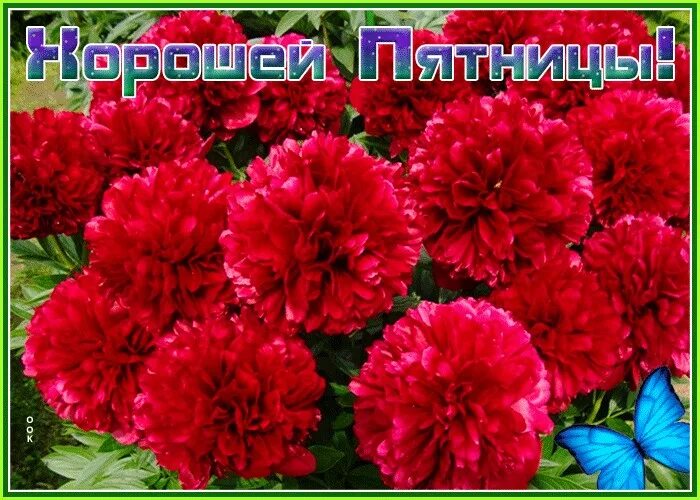 Пион шапка мономаха фото и описание Открытка с пятницей с цветами Открытки Онлайн