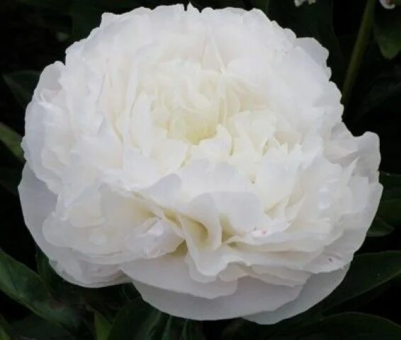 Пион шапка мономаха фото и описание Paeonia 'Mother's Choic