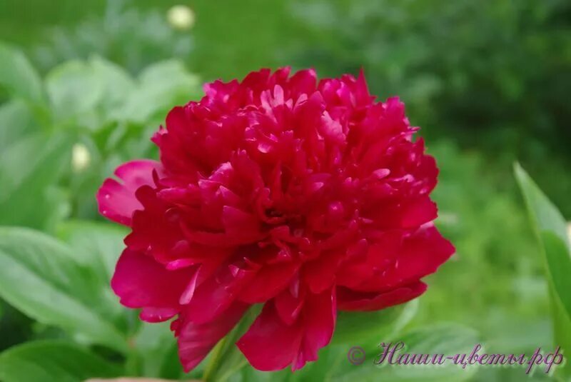 Пион шапка мономаха фото и описание Пион травянистый 'Канзас' / Paeonia 'Kansas'