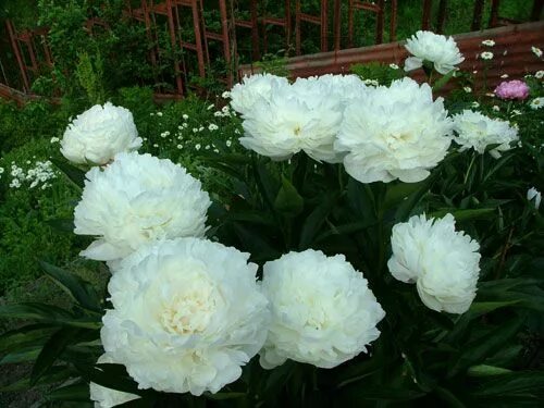 Пион шапка мономаха фото и описание Розе Мари Линз Peonies garden, White gardens, Little garden