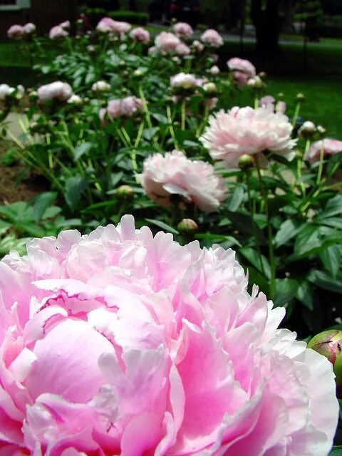 Пион шапка мономаха фото и описание peonies Peonies garden, Beautiful flowers, Pink peonies