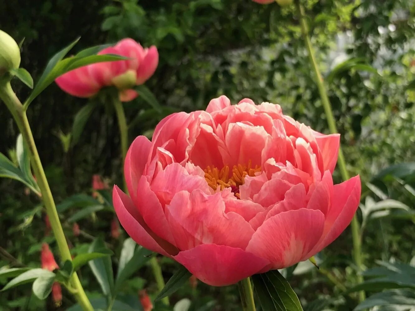 Пион шарм фото Пион Корал Шарм "Coral Charm"