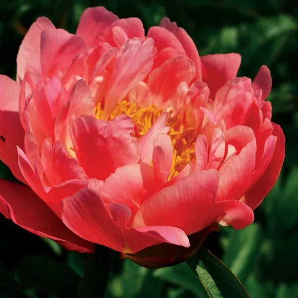 Пион шарм фото КОРАЛ ЧАРМ*550р.Остались 3 крошки по 100р. Фотография из альбома ПИОНЫ. - 4 из 5