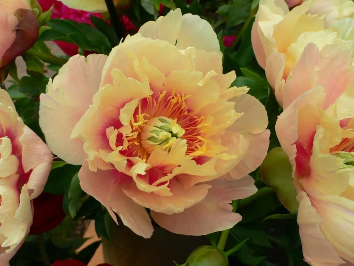 Пион шарм фото Paeonia Prairie Charm Verschoor Horticulture