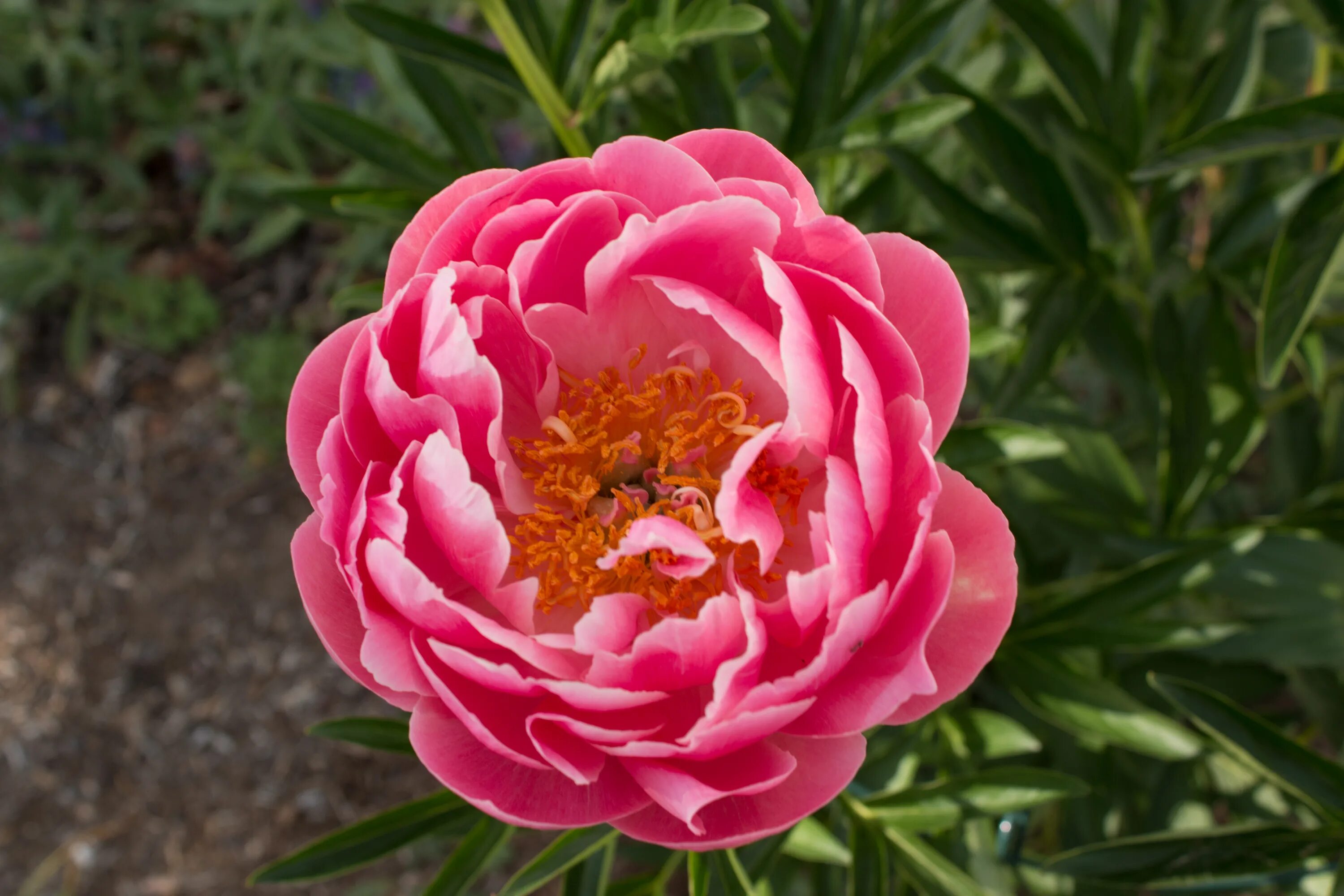 Пион шарм фото и описание File:Paeonia 'Coral Supreme' IMG 0153.jpg - Wikimedia Commons