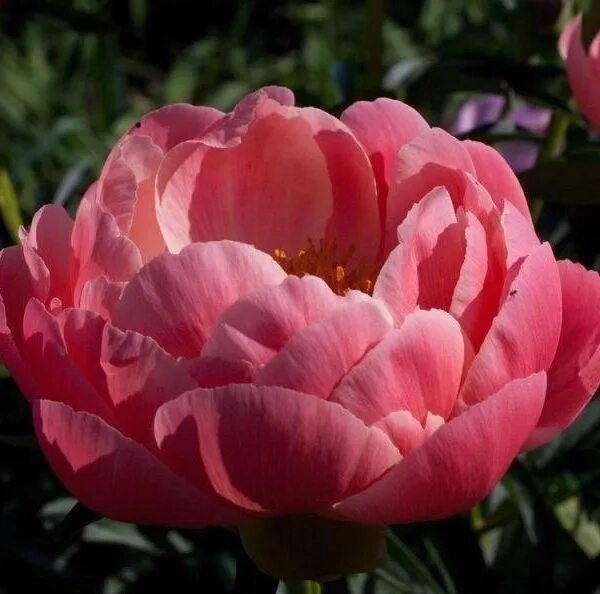 Пион шарм фото и описание Пион Coral Charm * Цветник54