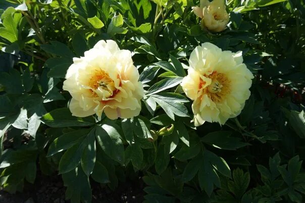 Пион шарм фото и описание Пион Prairie Charm, конт. 3л http://www.floraspb.ru/catalog/flowers/Mnogoletnii/