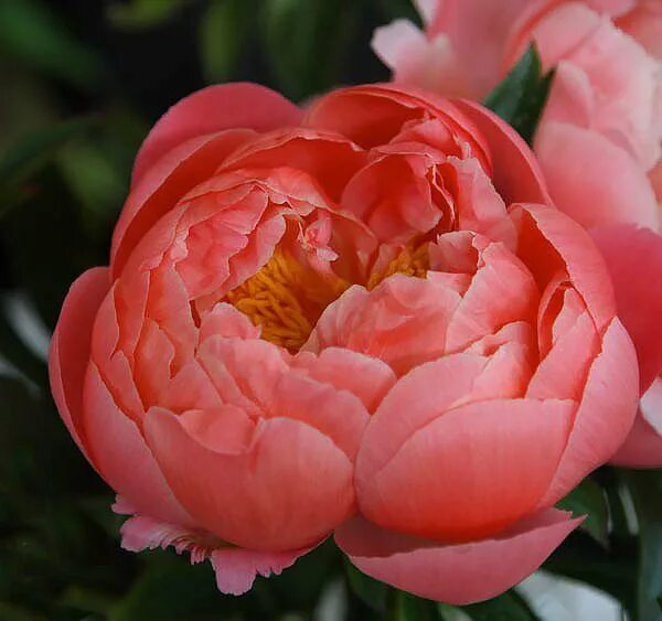 Пион шарм фото и описание отзывы Peony Coral Charm with semi double flowers is a most sought after herbaceous peo