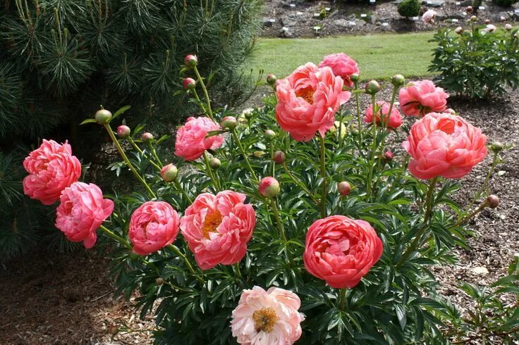 Пион шарм фото и описание отзывы Photo of the bloom of Garden Peony (Paeonia 'Coral Charm') posted by ARUBA1334 (