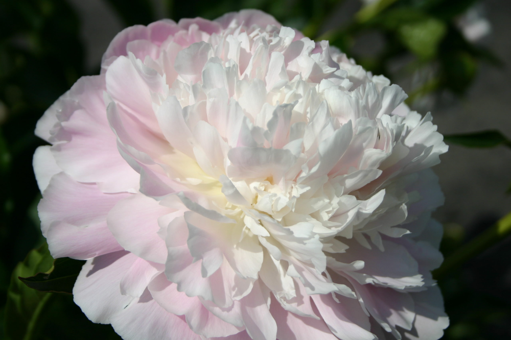 Пион шейлор фото Pin on paeonia, piwonia, peony ... люблю пион