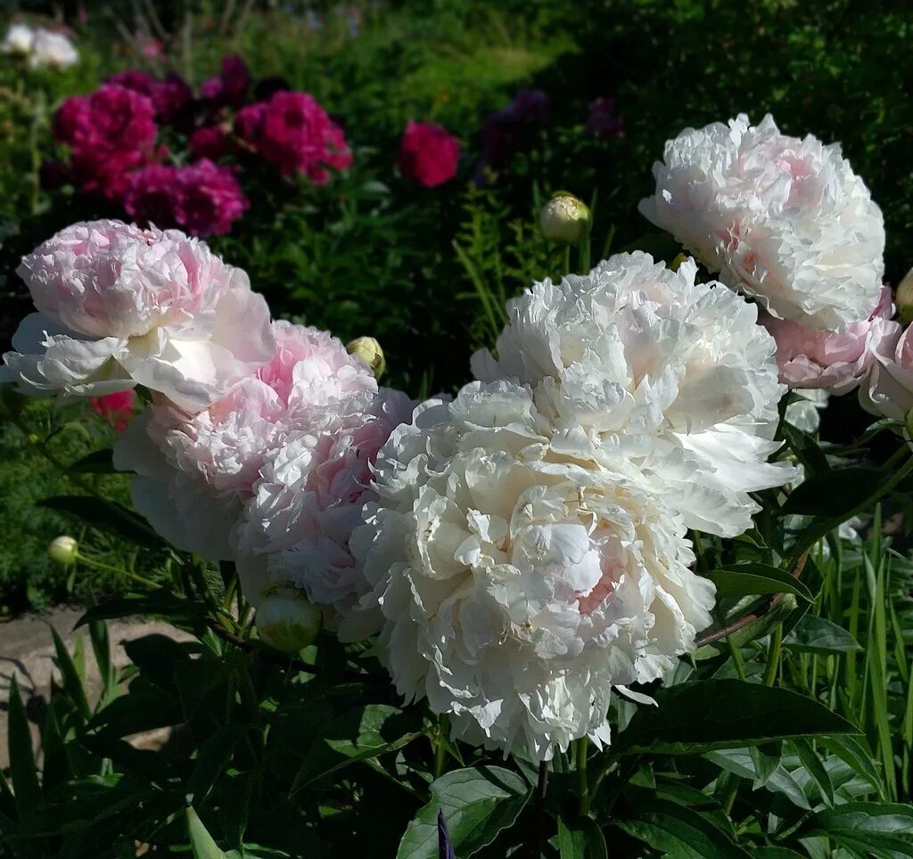 Пион шифон парфе фото Пион Пинк Парфейт (Pink parfait): Нежно-розовое совершенство Планета земля Фотог