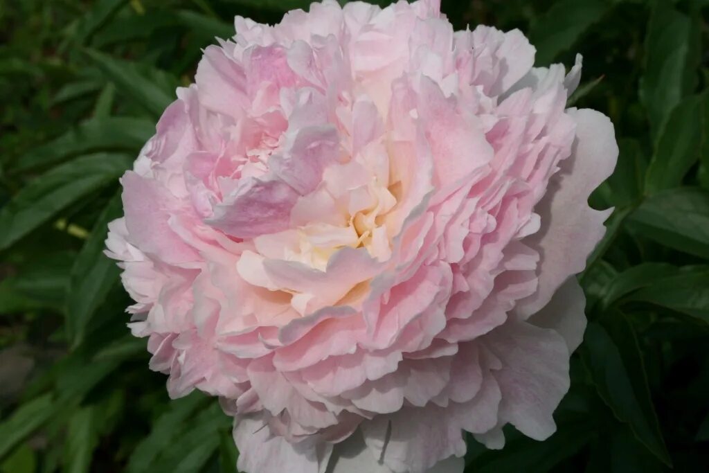 Пион шифон парфейт фото и описание Купить Пион Молочноцветковый Chiffon Parfait - Пион - GardenPlants