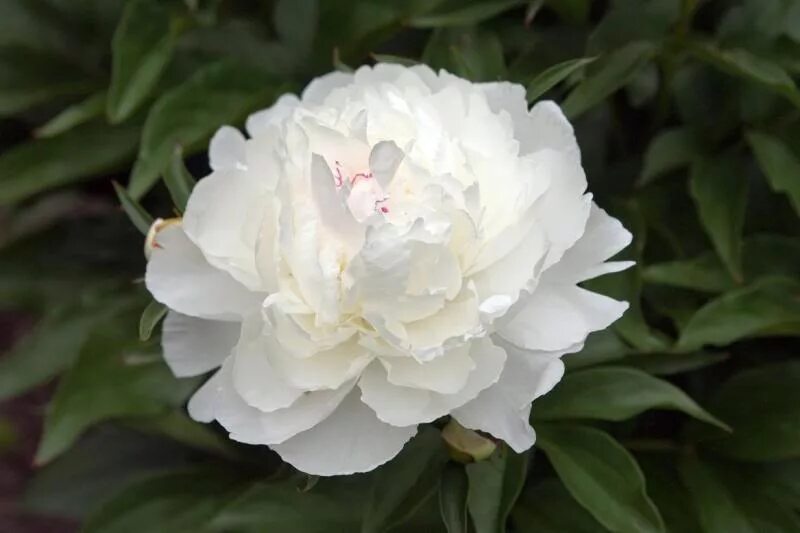 Пион ширли фото и описание Peonies&Perennials Shirley Temple