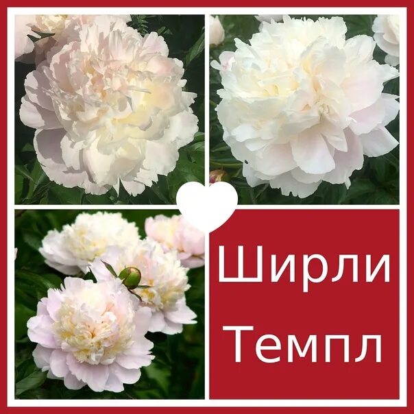 Пион ширли фото и описание Pion Shirley Temple 3-5 kidney Price of 750 rubles All questions in https://vk.c