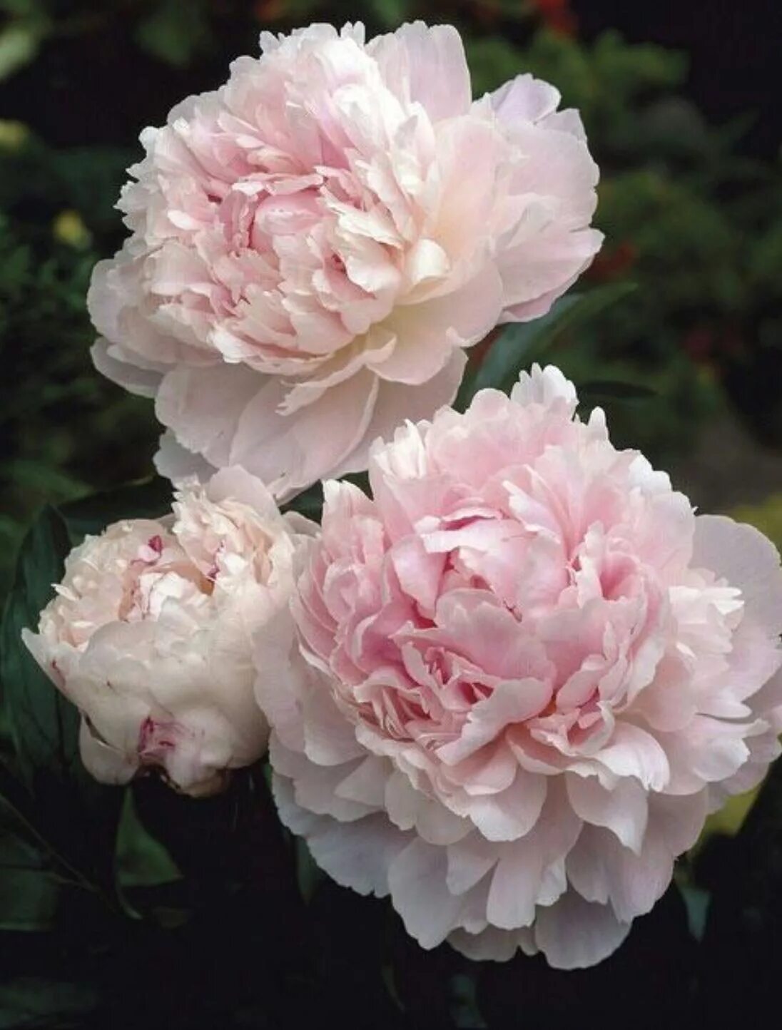 Пион ширли темпл фото Flower Story Peonies garden, Beautiful flowers, Peonies