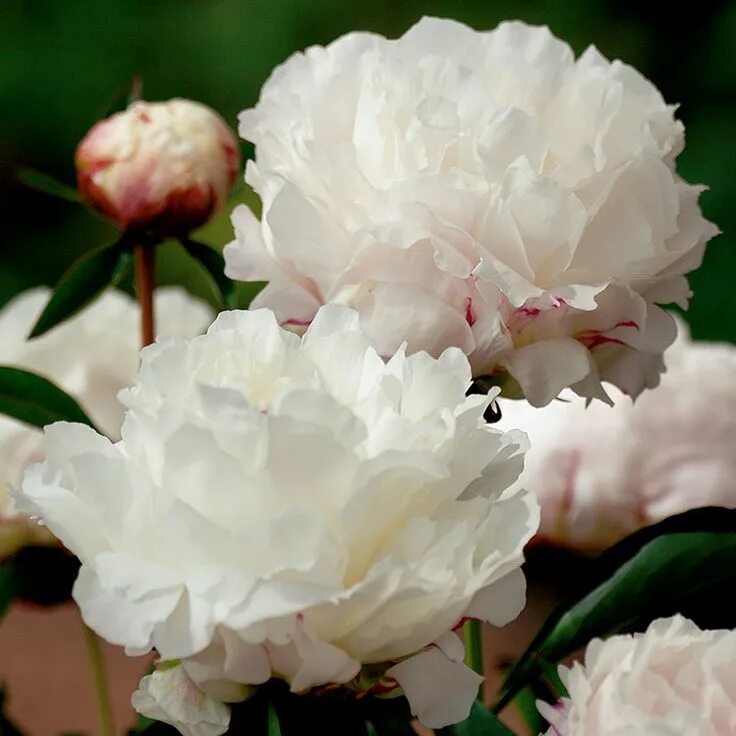 Пион ширли темпл фото Paeonia lactiflora `Shirley Temple` Luktpion, Pioner, Blommor