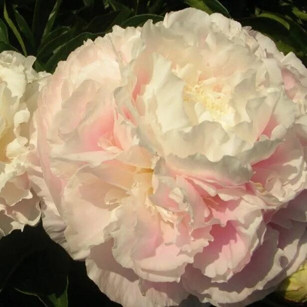 Пион ширли темпл фото и описание Pivoine Shirley Temple Romantic garden, Flowers, Peonies