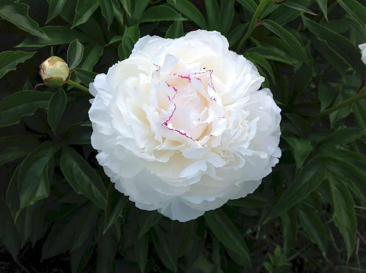 Пион ширли темпл фото и описание Shirley temple пион фото - DelaDom.ru