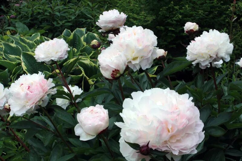 Пион ширли темпл фото и описание Купить саженцы Пион Ширли Темпл (Shirley Temple) травянистый в питомнике. Для со