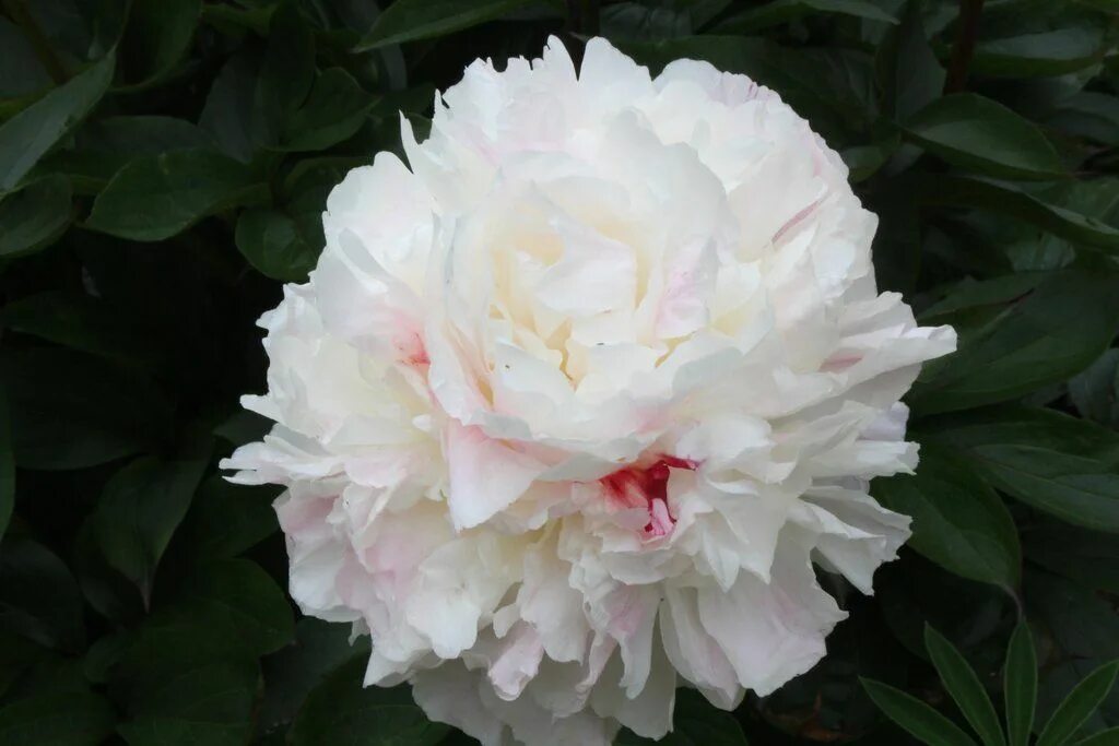 Пион ширли темпл фото и описание Etupihan perennapenkki: Pioni 2, Paeonia lactiflora 'Shirley Temple' Paeonia lac