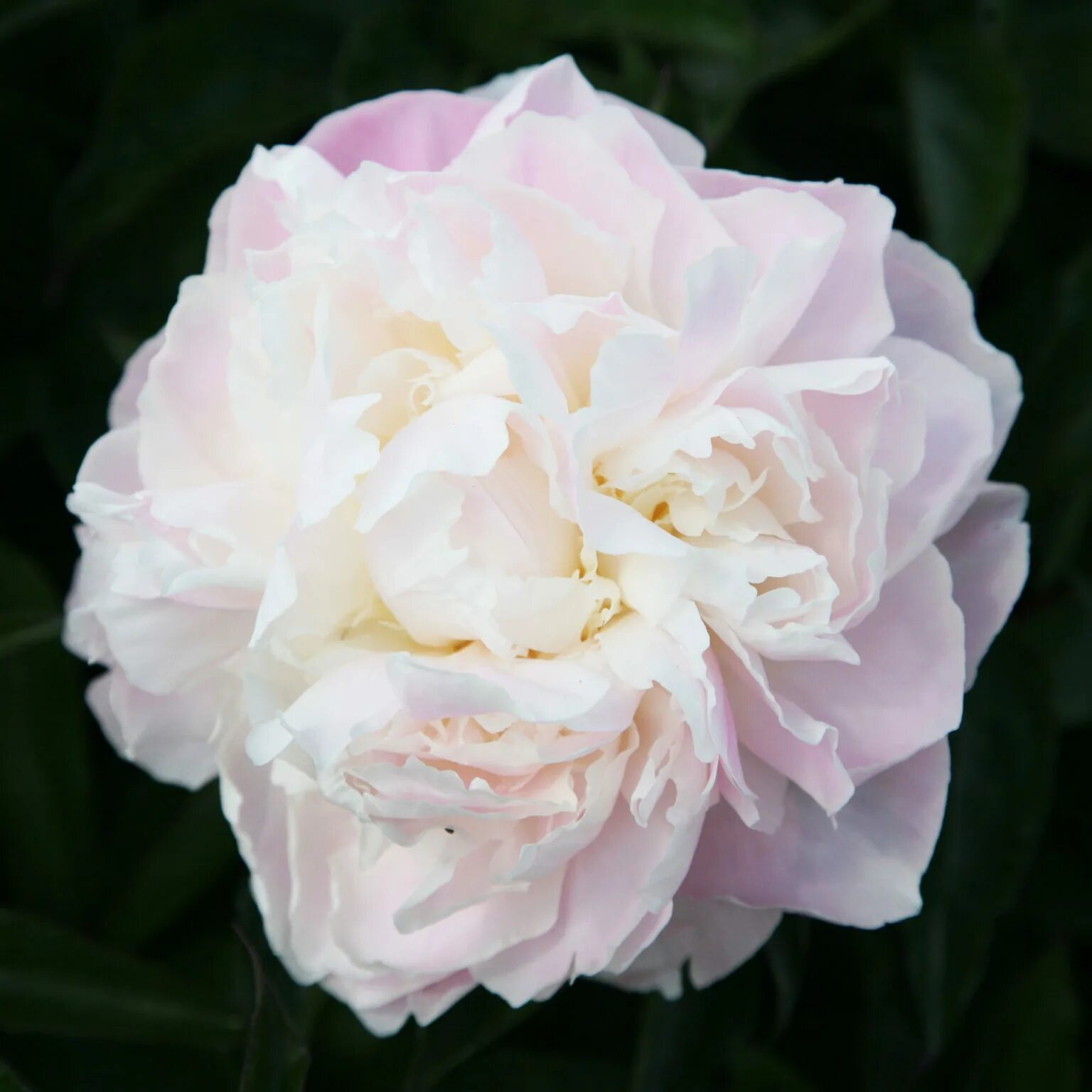 Пион ширли темпл фото и описание сорта Пион Ширли Темпл Paeonia Shirley Temple Юлин сад
