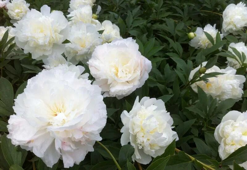 Пион ширли темпл описание фото цена Paeonia lactiflora "Shirley Temple" - božur Rasadnik Mihalek