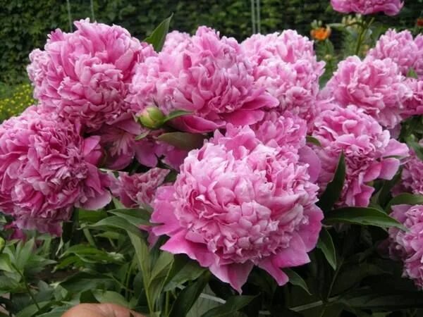 Пион школьный вальс фото и описание Charlot (Chariot) (Doriat, 1924) Peonies, Plants, Garden