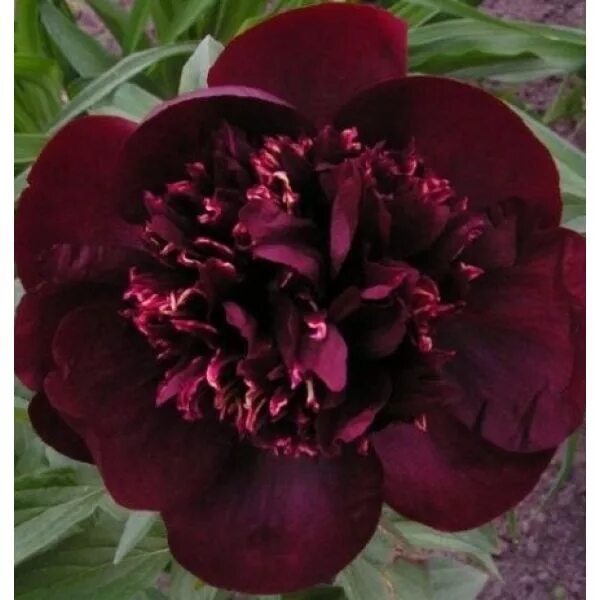 Пион шоколадный солдатик фото Paeonia hybrida Chocolate Soldier (Шоколадный солдатик) Пионы