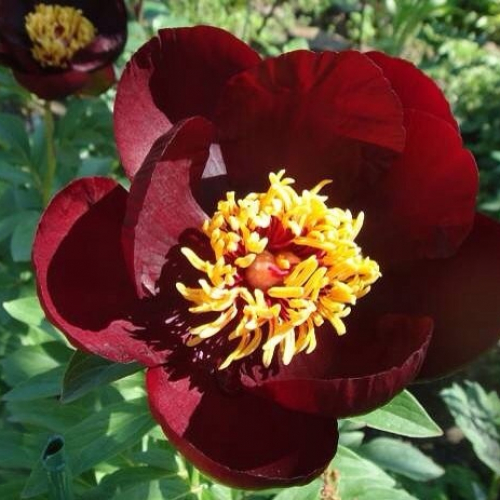 Пион шоколадный солдатик фото Pivoine Chocolate Soldier: varietes, culture et taille. Pivoine Chocolate Soldie
