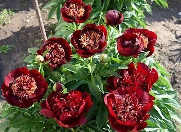 Пион шоколадный солдатик фото Интересные и необычные сорта пионов Flowers, Peonies, Plants