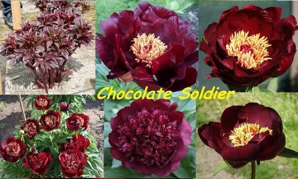 Пион шоколадный солдатик фото FREE AVAIL ! Collection grade peony "CHOCOLATE SOLDIERS"! They dug another bush 