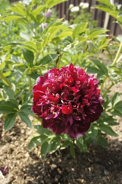 Пион шоколадный солдатик фото Пион Чоколит Соулдже Paeonia Chocolate Soldier.. ВКонтакте