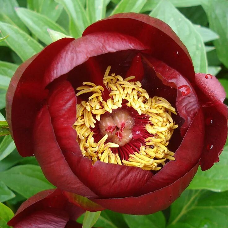 Пион шоколадный солдатик фото Pin by Maria Nosal on paeonia, piwonia, peony ... люблю пион ... Types of flower
