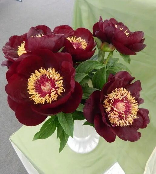Пион шоколадный солдатик фото и описание Пин на доске paeonia, piwonia, peony ... люблю пион
