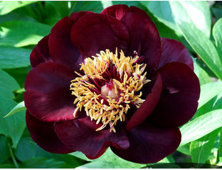 Пион шоколадный солдатик фото и описание Пионы (Paeonia) - Пион Chocolate Soldier (шоколадный солдат)