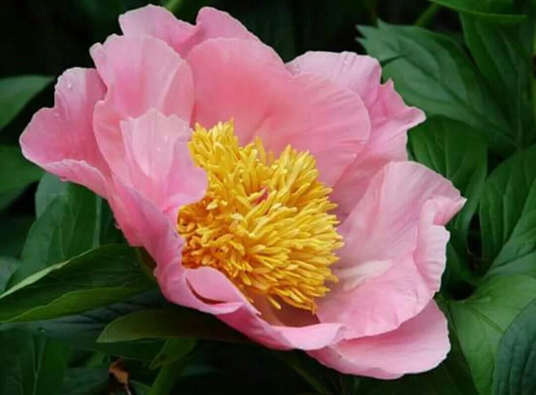 Пион шугар энд спайс фото и описание Peony, "Sugar n Spice" Peonies, Watercolor flowers, Rose