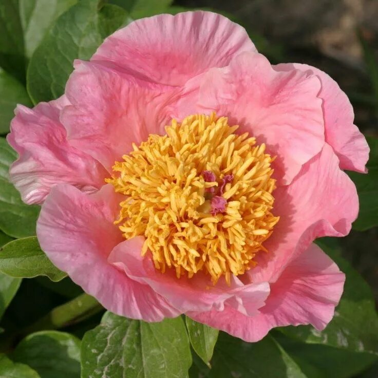 Пион шугар энд спайс фото и описание Paeonia 'Sugar'n Spice