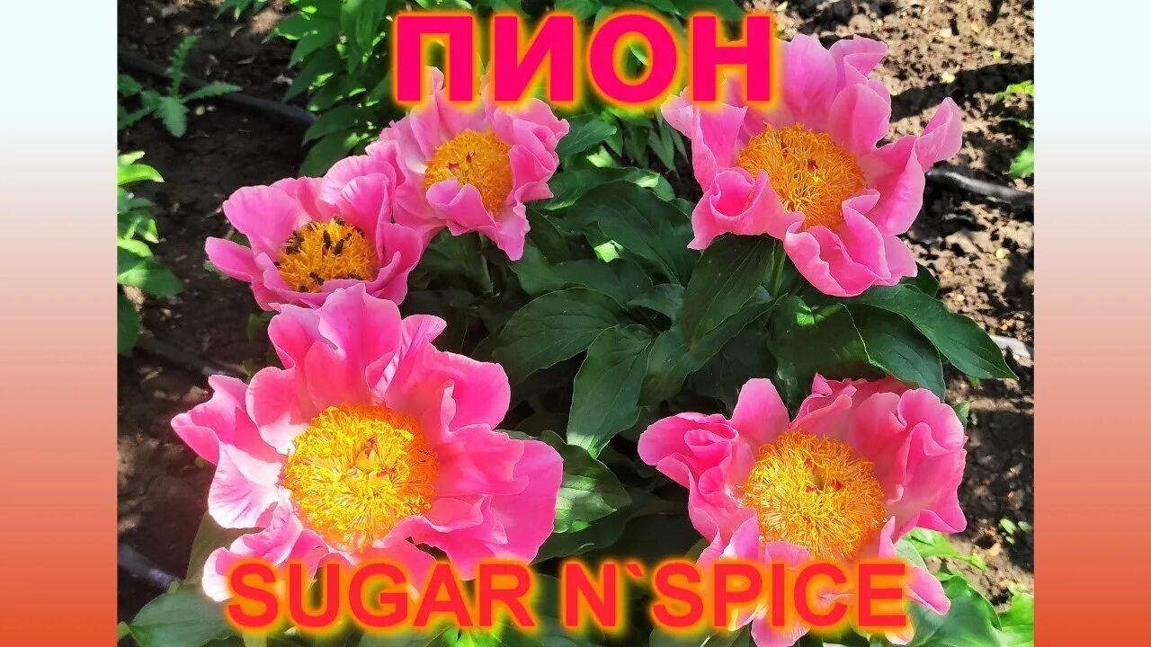 Пион шугар энд спайс фото и описание пион Sugar'n Spice (Шугар н Спайс) - YouTube